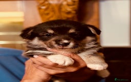 Welsh Corgi Pembroke dogs for sale: 2 Tri/KC girls from health tested parents - Image 14