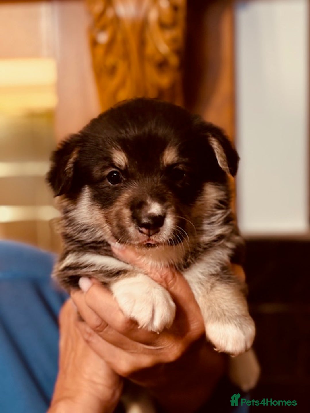 Welsh Corgi Pembroke dogs for sale: 2 Tri/KC girls from health tested parents - Image 14