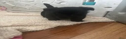 Scottish Terrier dogs for sale: Scottish terrier Puppies  - Advert 5