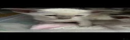 Siamese cats for sale: Healthy beautiful GCCF registered siamese - Advert 4