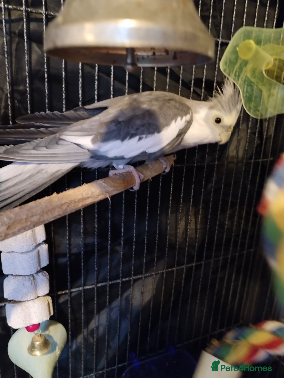 Budgerigars birds for sale: Beautiful baby budgies  - Advert 11