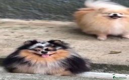 Pomeranian dogs for sale: 🧸🐾 Our Fluffy Pomeranian Puppies for Sale ✨💛 - Image 8