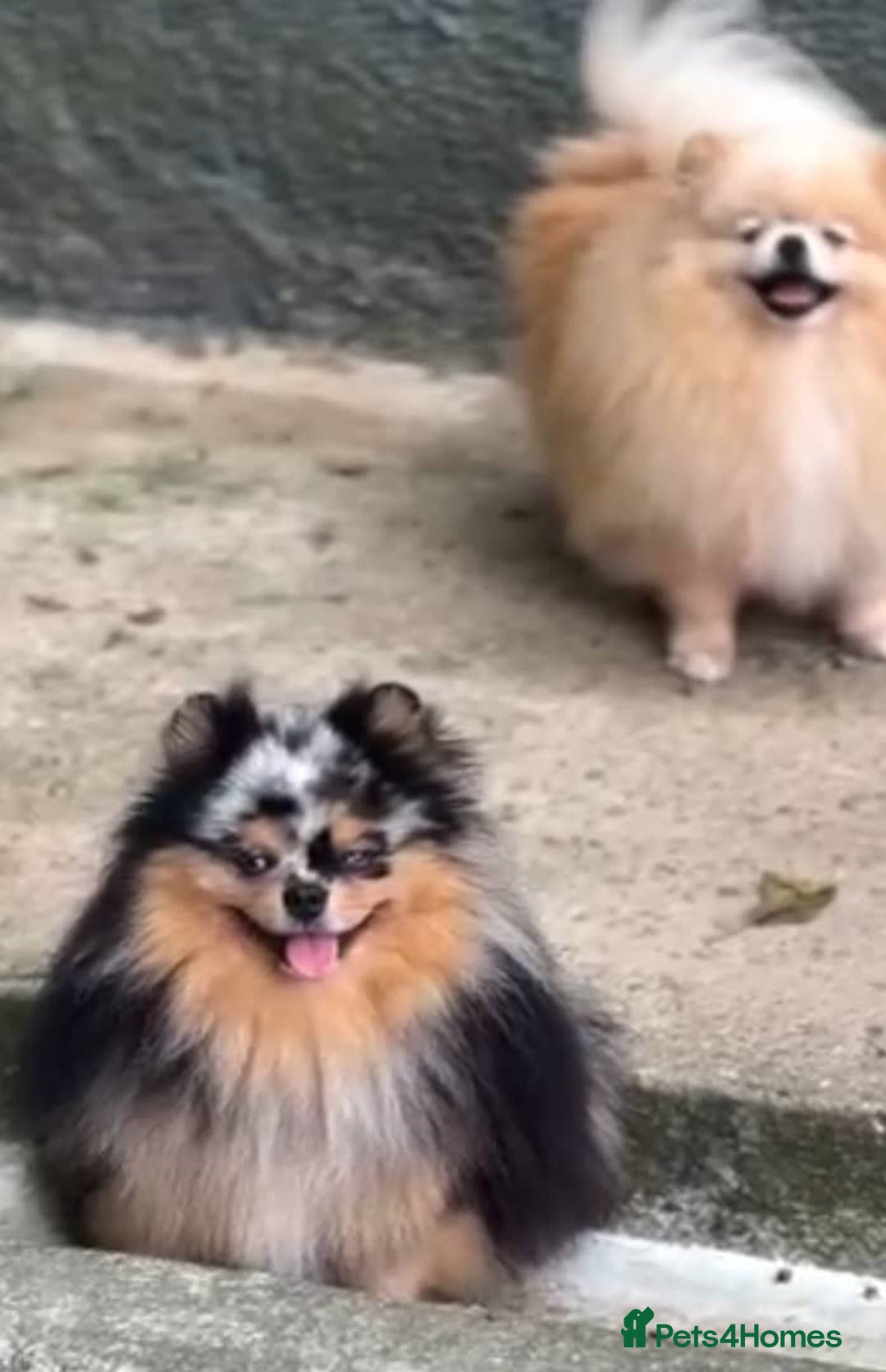 Pomeranian dogs for sale: 🧸🐾 Our Fluffy Pomeranian Puppies for Sale ✨💛 - Image 8