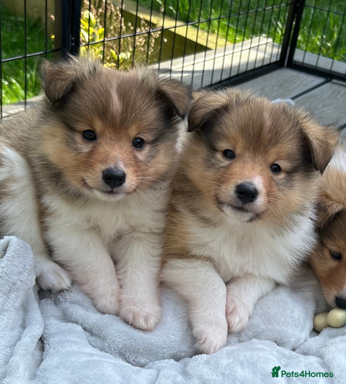 Shetland Sheepdog dogs Shetland sheepdog sable and white  - Advert 2