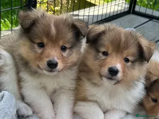 Shetland Sheepdog dogs Shetland sheepdog sable and white - Advert 2