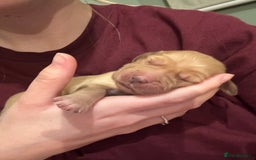 Golden Retriever dogs for sale: Beautiful Golden Retriever puppies  - Image 7