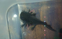 Other/Mixed Breed fish for sale: Dirty lucy/pie bald  - Image 8