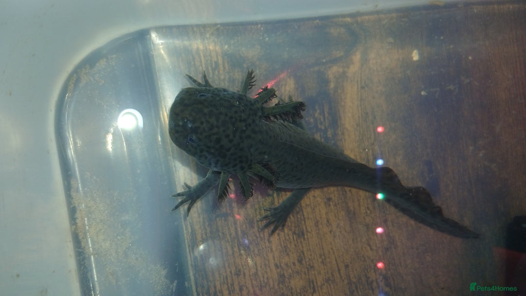 Other/Mixed Breed fish for sale: Dirty lucy/pie bald  - Image 8
