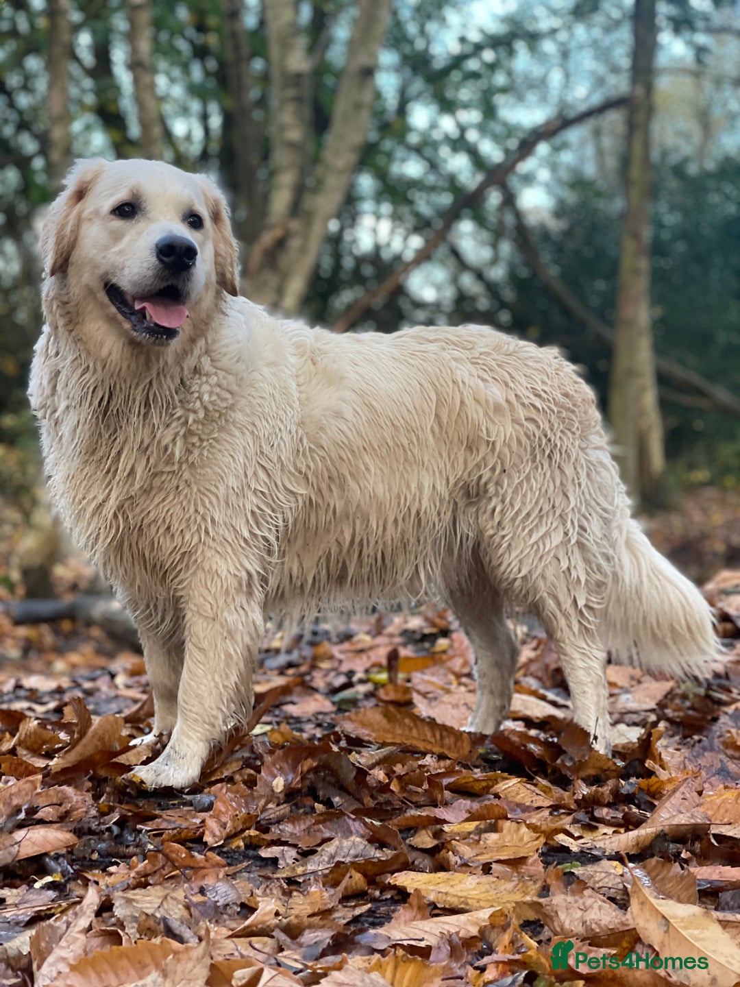 Golden Retriever dogs for sale: Perfectly Awesome Golden Retrievers  - Advert 8