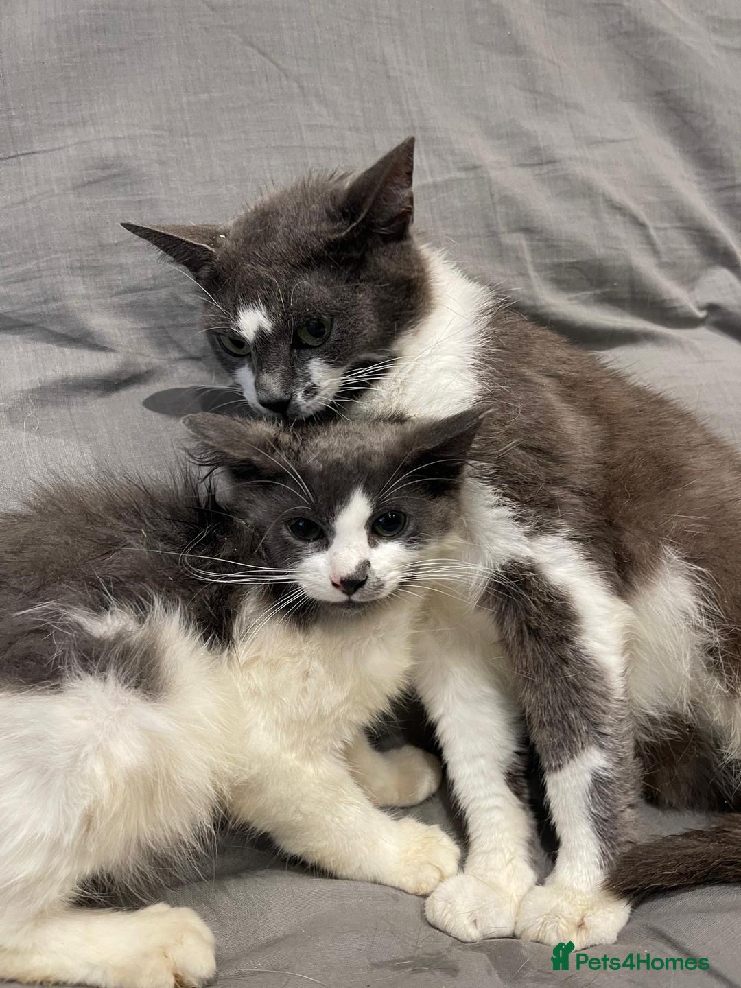 Mixed Breed cats for sale: Kittens for sale  - Image 16