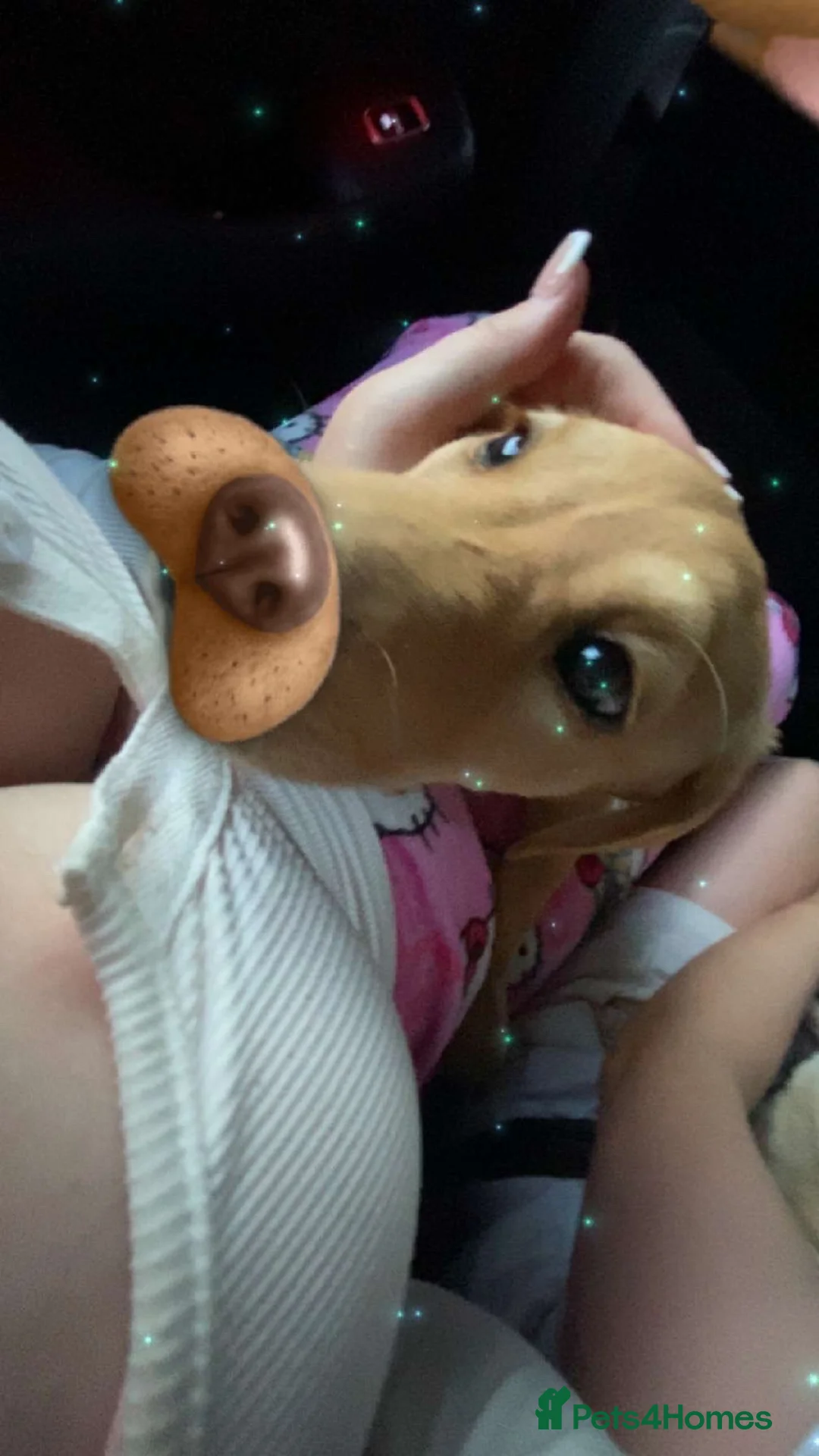 Labrador Retriever dogs for sale: Red fox Labrador - Advert 7