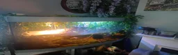 Turtle reptiles for sale: 5 Missisipi turtle for sale - Advert 3