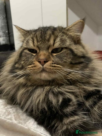 Siberian Cat for Adoption: Find Your Perfect Furry Companion Today