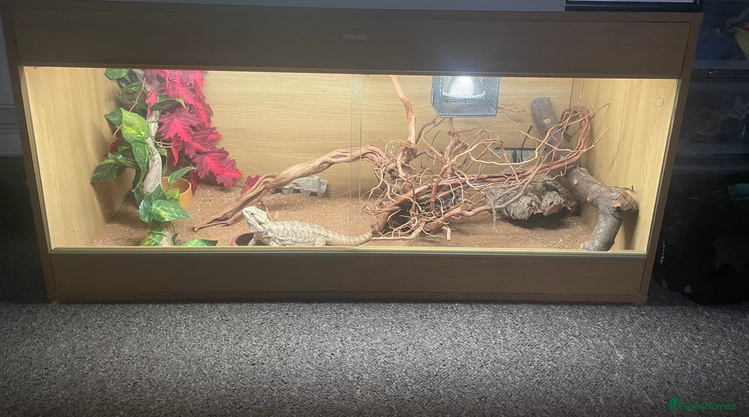 Bearded Dragon reptiles for sale: Beared dragon with full set up  - Advert 2