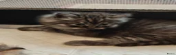Siberian cats for sale: TICA Registered Pedigree Siberian kittens - Advert 22