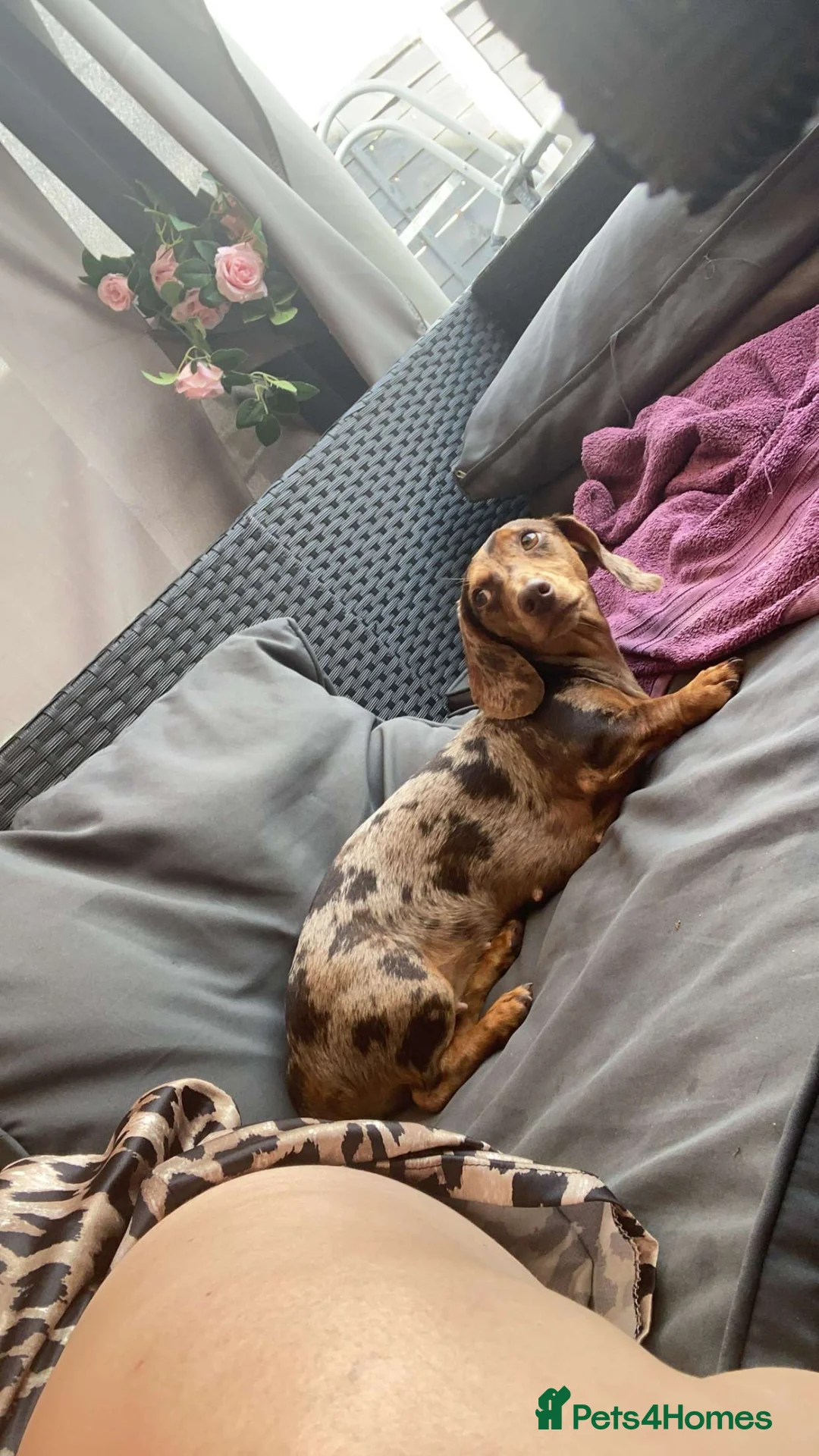 Miniature Dachshund dogs for sale: Chocolate & Tan Dapple. Blue & Tan Mini dachshunds - Advert 7