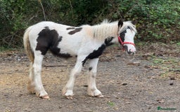 Irish Cob horses for sale: Piper the sweetest little filly  - Image 4
