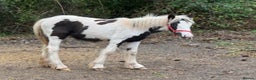 Irish Cob horses for sale: Piper the sweetest little filly  - Advert 4