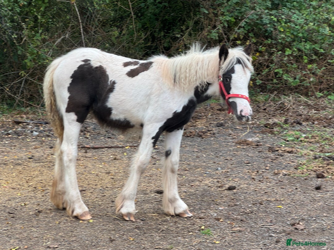 Irish Cob horses for sale: Piper the sweetest little filly  - Image 4