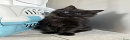 Mixed Breed cats for sale: Stunning Maine Coon x Ragdoll Female Kitten ❤️ - Advert 2