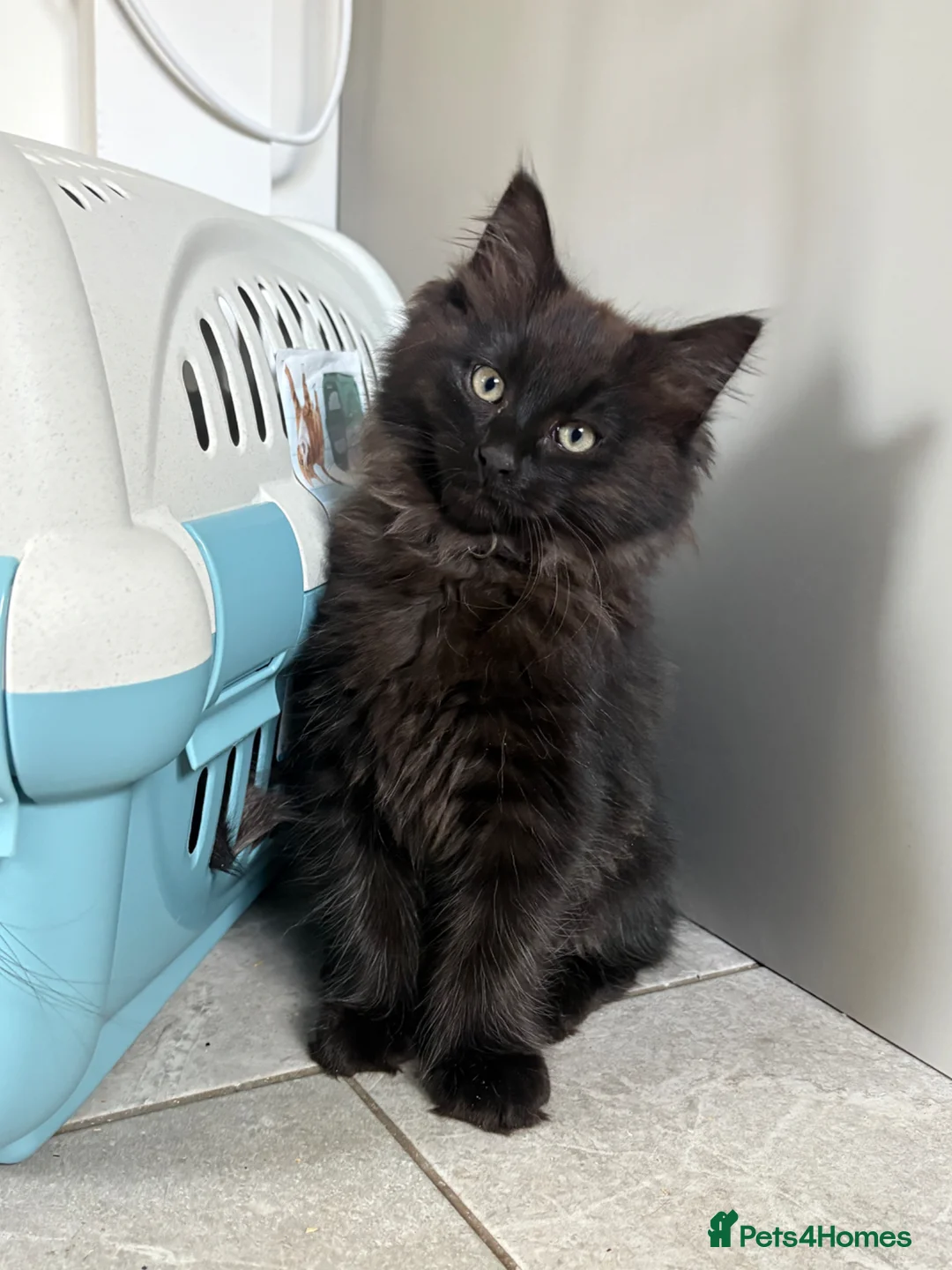 Mixed Breed cats for sale: Stunning Maine Coon x Ragdoll Female Kitten ❤️ - Advert 2