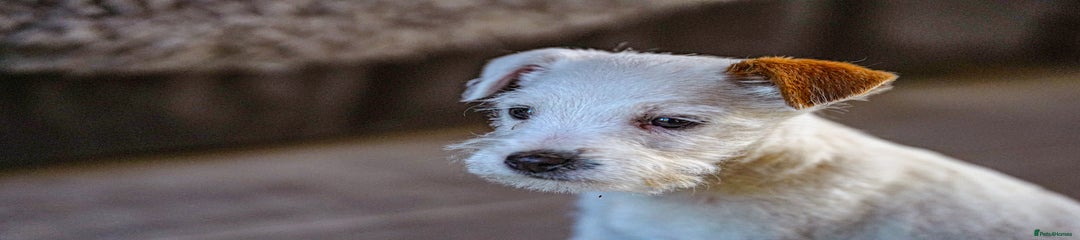 Parson Russell Puppy 1