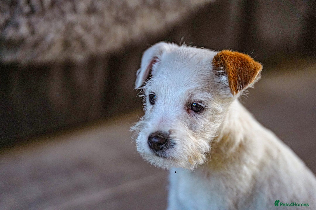 Parson Russell dogs for sale: KC health tested parson Russell terriers  - Image 10