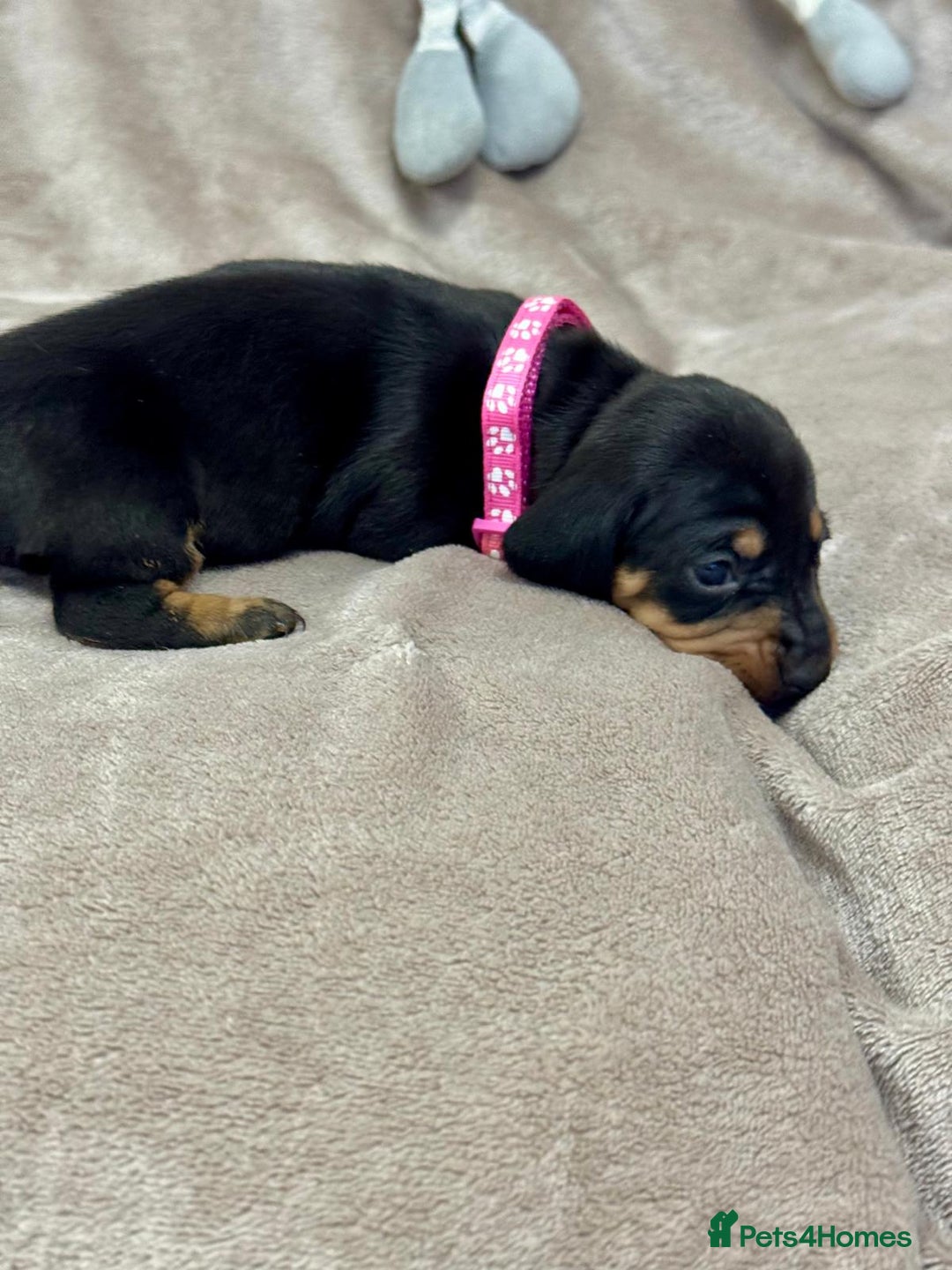 Miniature Dachshund dogs for sale: Beautiful miniature dachshund litter - Advert 15