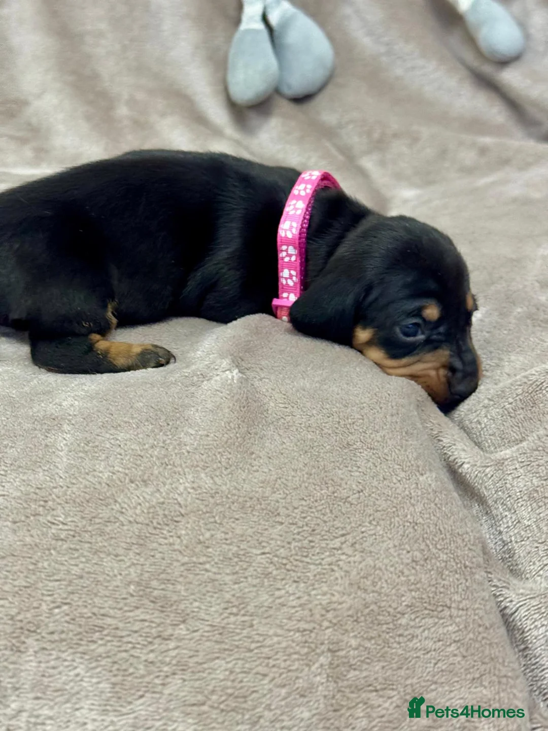 Miniature Dachshund dogs for sale: Last 2 boys miniature dachshund ready to leave now - Advert 14