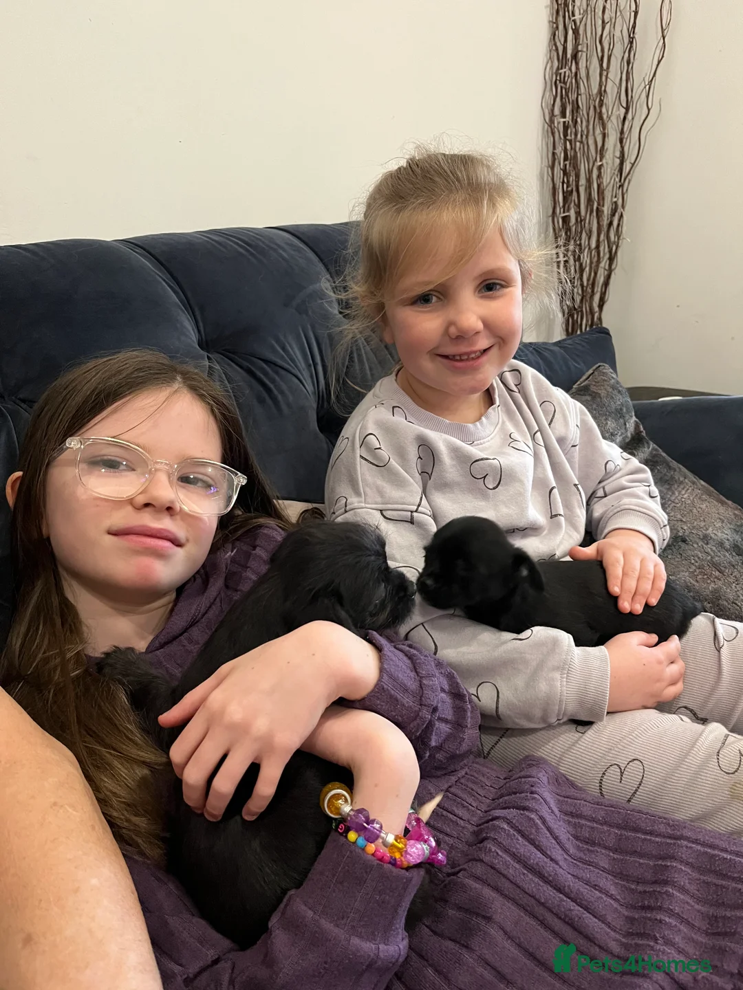 Mixed Breed dogs for sale: Malchi pups available  - Advert 7