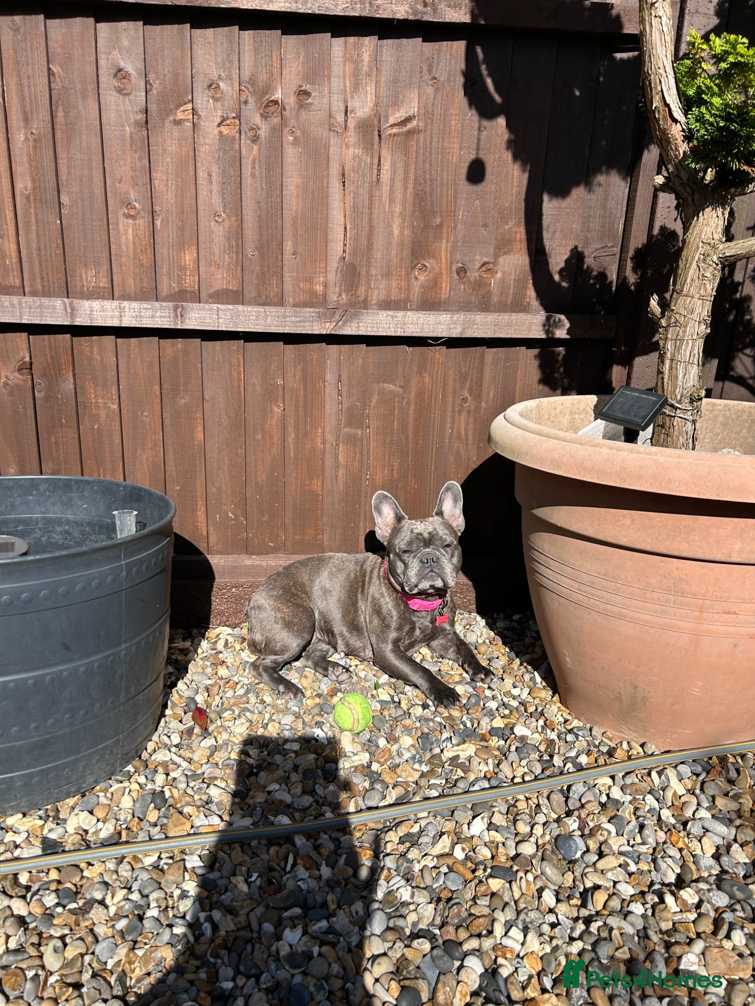 French Bulldog dogs French bulldog - Advert 1