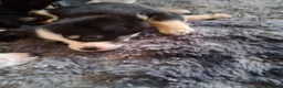 Chihuahua dogs for sale: 6 puppies for sale in Swansea - Advert 3
