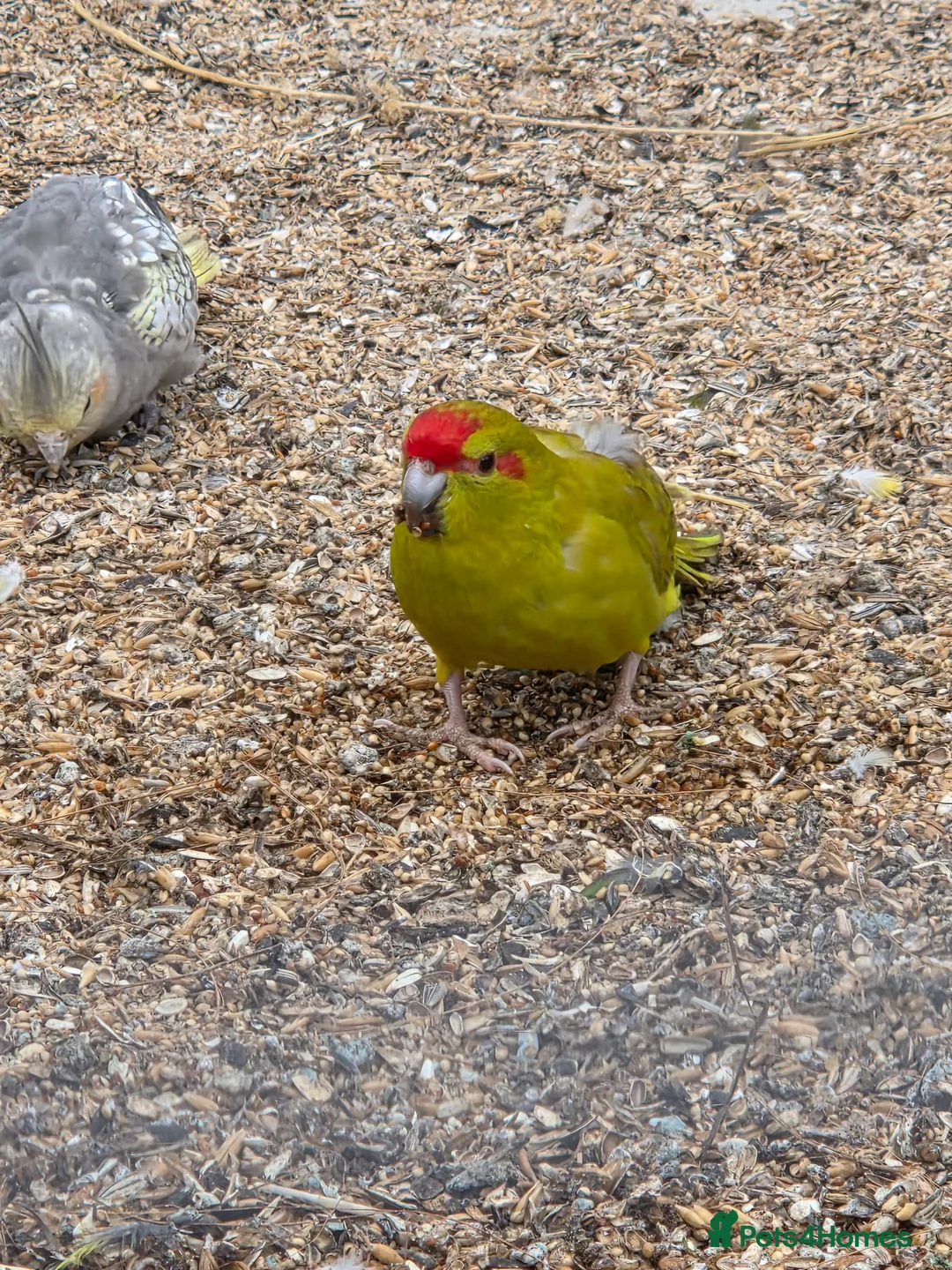 Parakeets birds for sale: Young Kakarikis For Sale - Advert 9