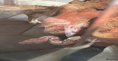 Boa Snake reptiles - Advert 8