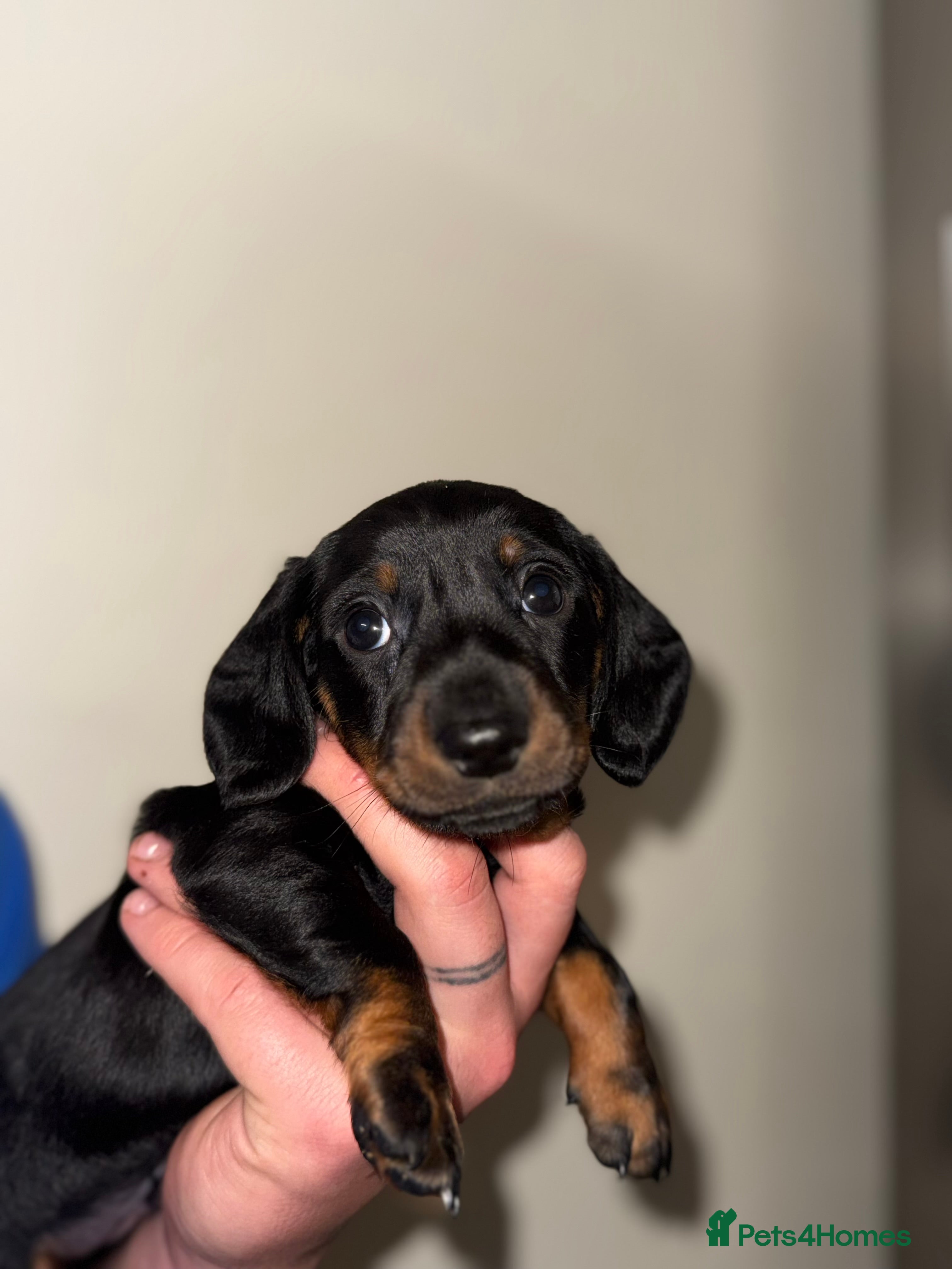 Miniature Dachshund dogs 2 Stunning Black and Tan Boys available🤎🖤 - Advert 12