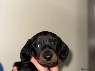 Miniature Dachshund dogs 2 Stunning Black and Tan Boys available🤎🖤 - Advert 9