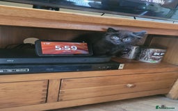 Mixed Breed cats for sale: Beautiful little girls  - Image 2