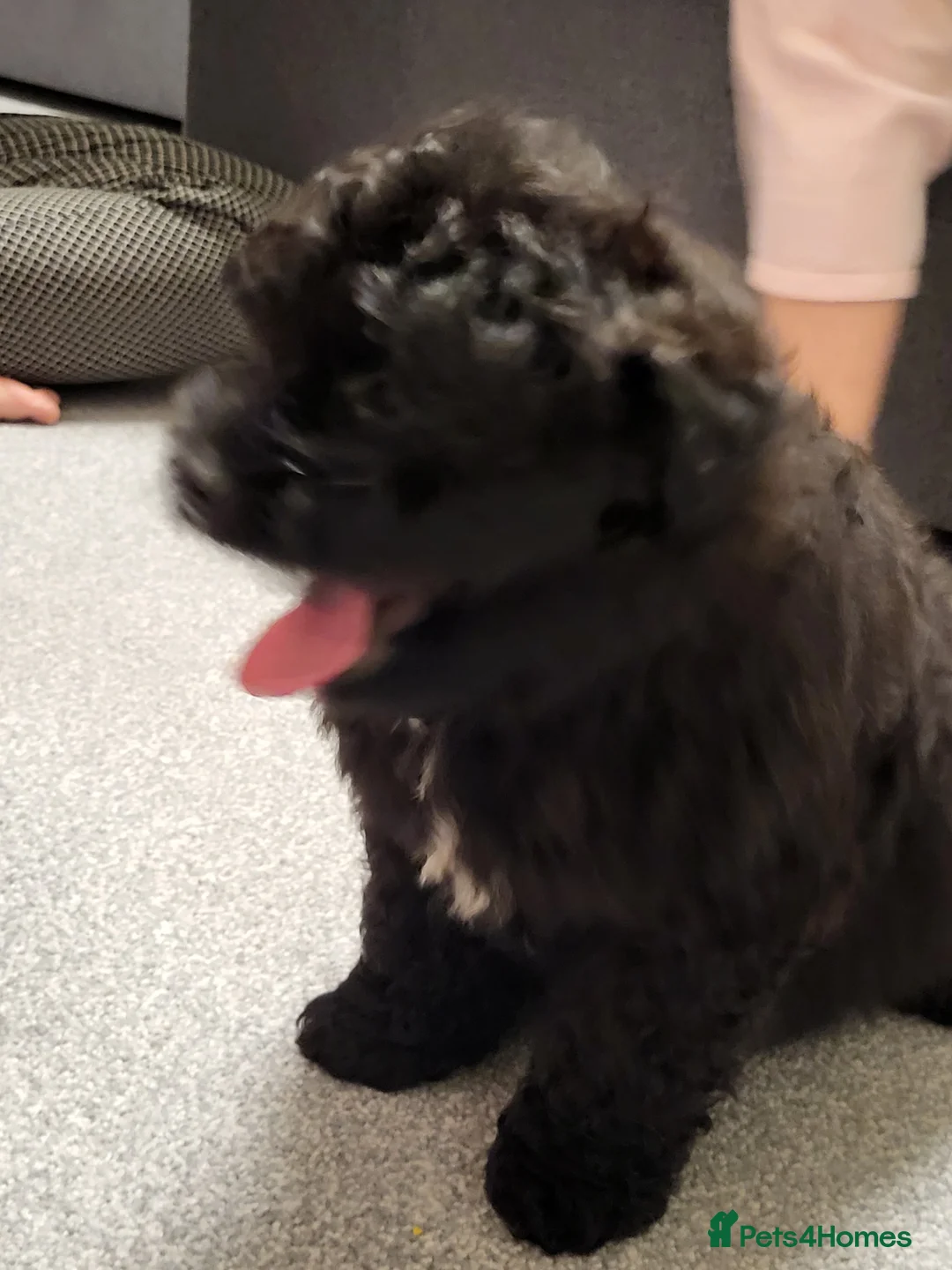 Pomapoo dogs for sale: Stunning Pomapoo Boys Looking for Love 🐾 - Advert 4