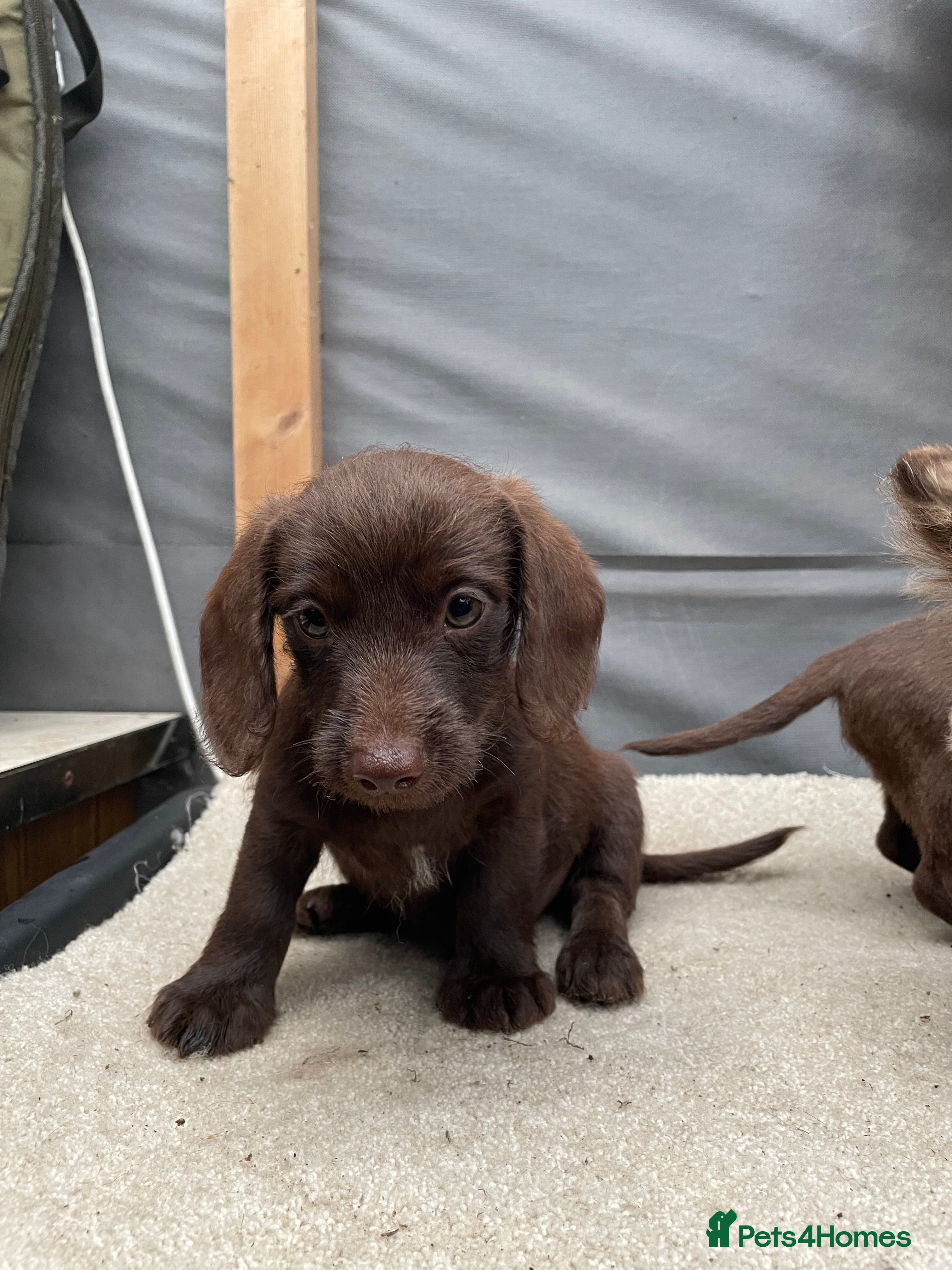 Miniature Dachshund dogs Miniature dachshunds  - Advert 2