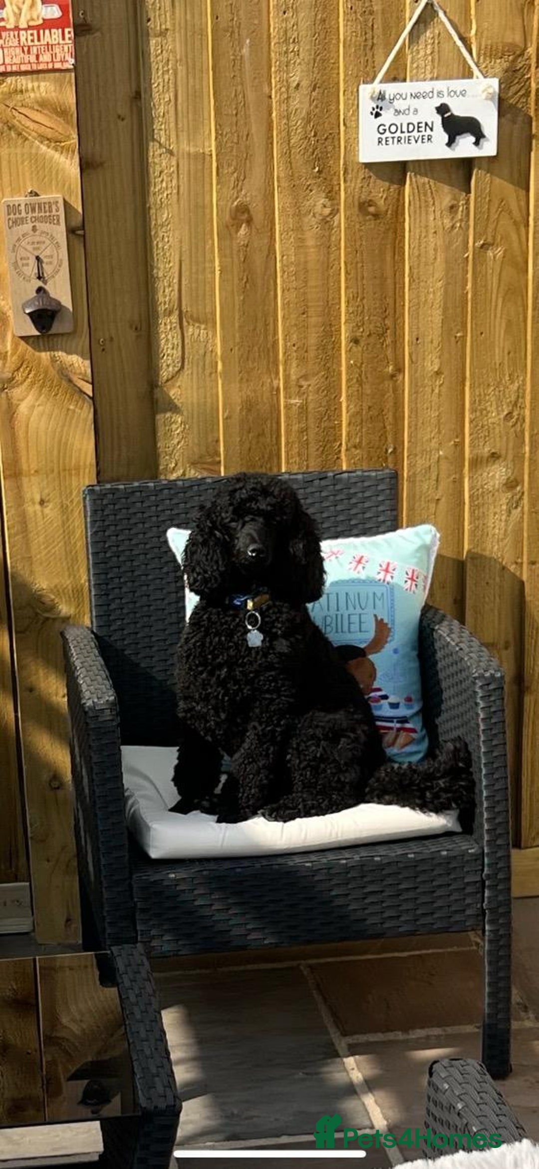 Miniature Poodle dogs for sale: KC reg miniature poodles, 5* licensed  - Image 8