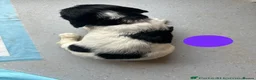 English Springer Spaniel dogs for sale: Kc springers 1 GIRL LEFT  - Advert 9