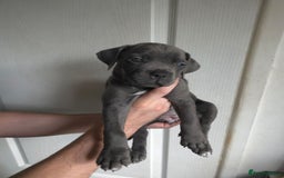 Cane Corso dogs for sale: Cane corso puppies ready to leave now - Image 31