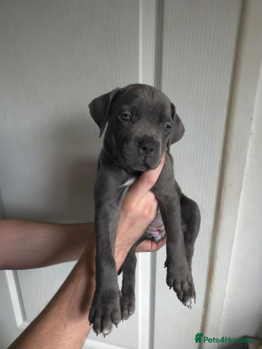 Cane Corso dogs for sale: Cane corso puppies ready to leave now - Image 31