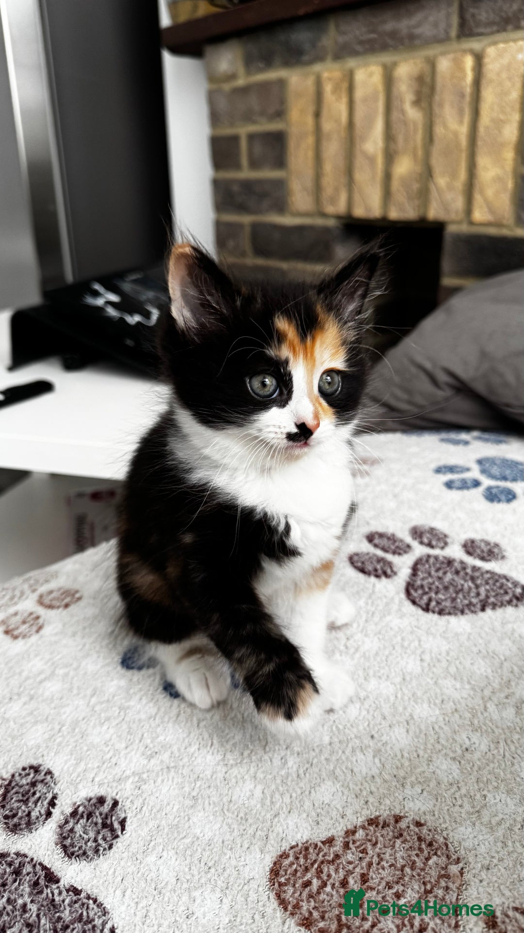Domestic Shorthair cats for sale: Beautiful and adorable kittens for sale☺️ - Image 25