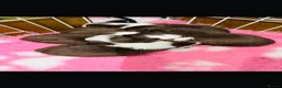 Chihuahua dogs for sale: 4 KC CHOCOLATE &WHITE LONG COAT PUPPYS  - Advert 5