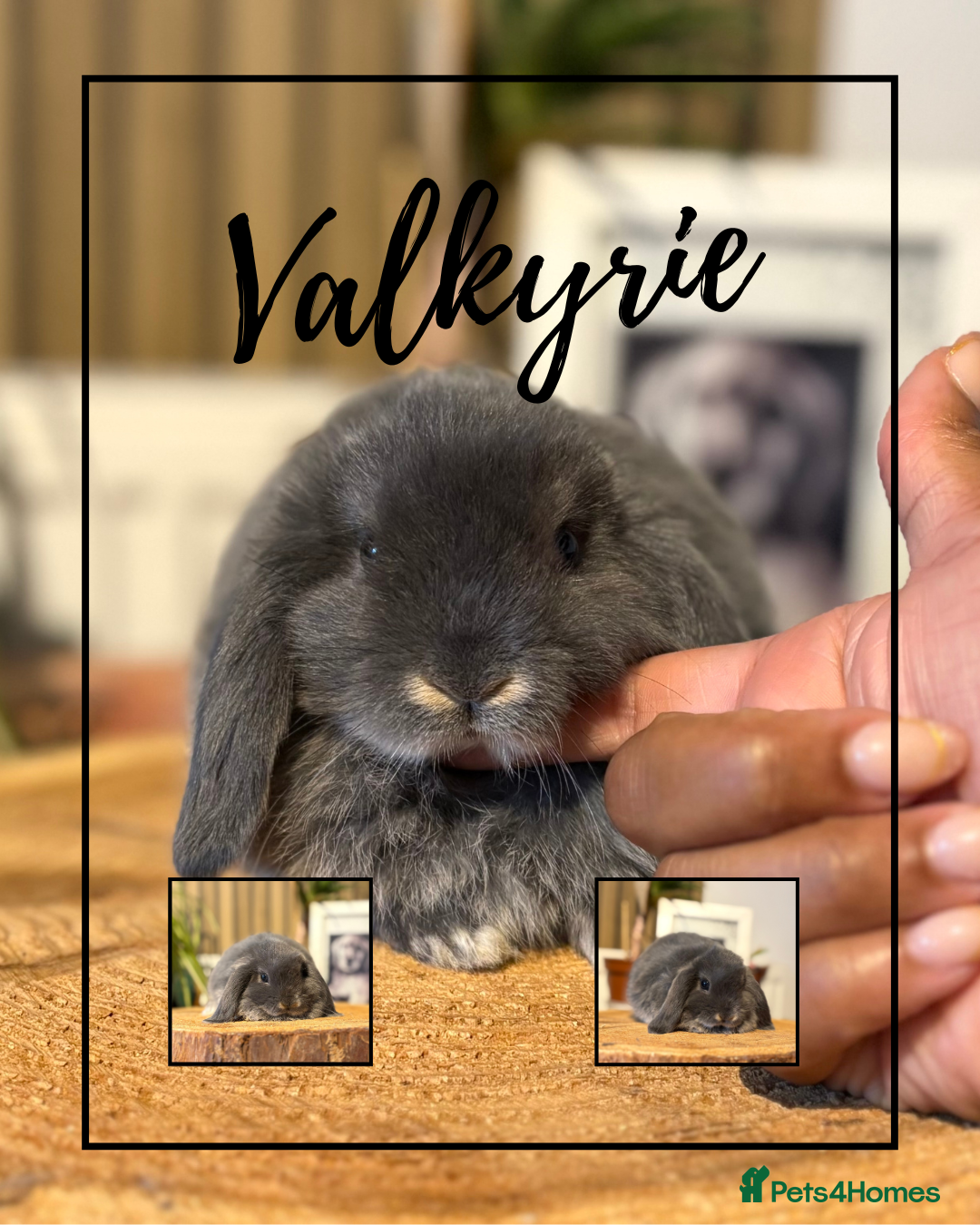 Mini Lop rabbits for sale: Mini Lop Girls looking for loving homes - Advert 5
