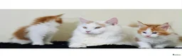 Maine Coon cats for sale: Exceptional Maine Coon Girl – Breeding Prospect - Advert 6