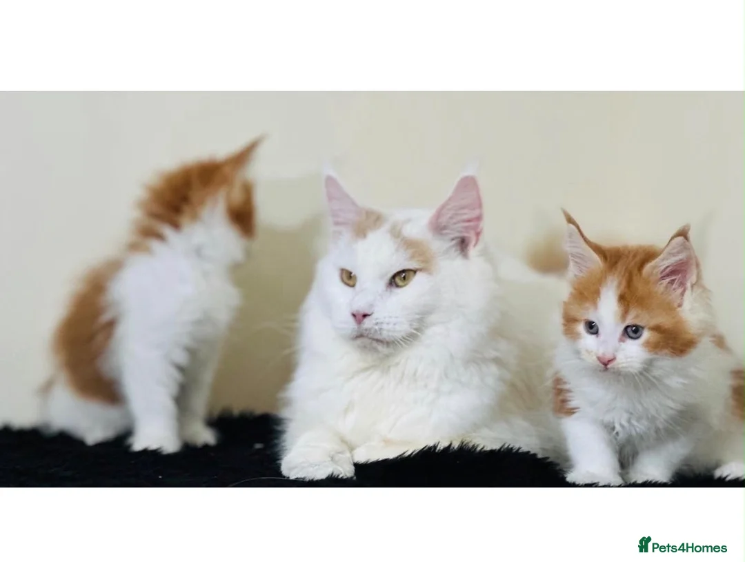 Maine Coon cats for sale: Exceptional Maine Coon Girl – Breeding Prospect - Advert 6