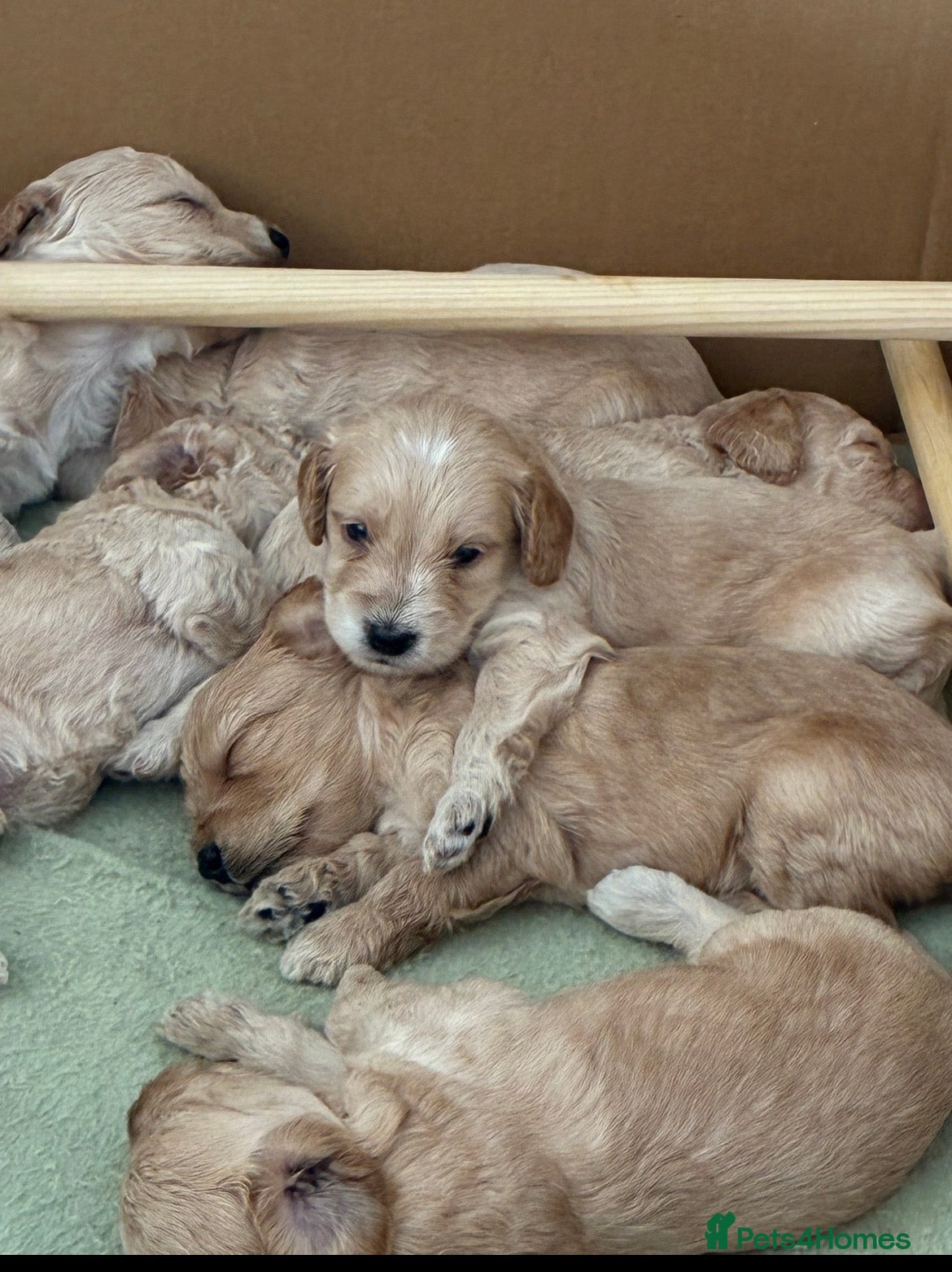 Cockapoo dogs for sale: F1B Cockapoos  - Advert 5
