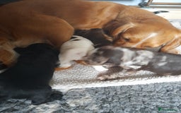 Sprocker dogs for sale: Gorgeous Merle Sprockers.  - Image 10